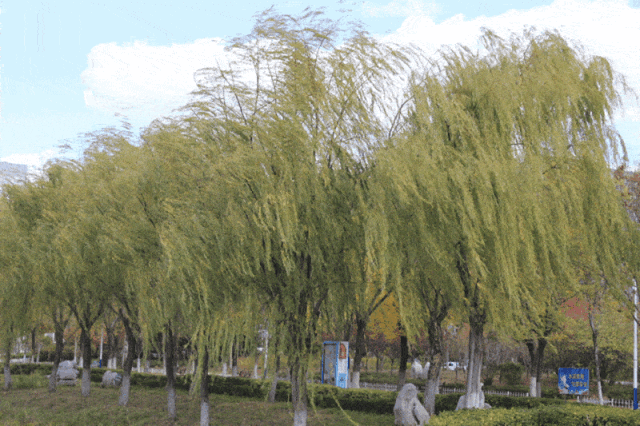石家庄限行尾号5和0_石家庄限行区域_限行